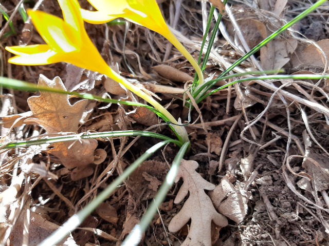 Crocus ancyrensis