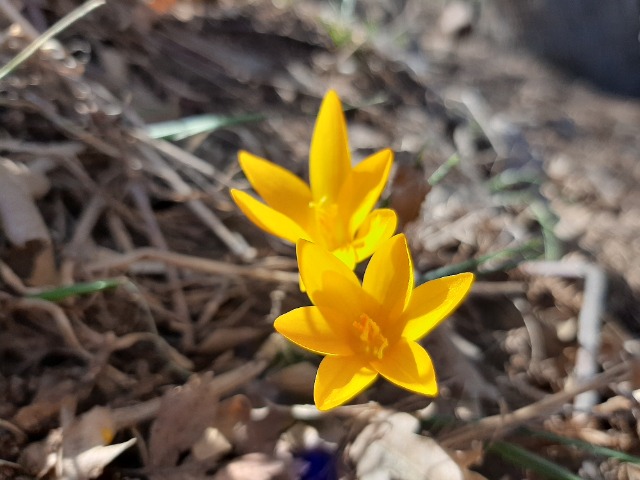 Crocus ancyrensis