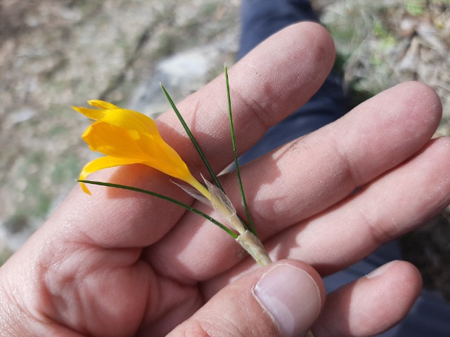 Crocus ancyrensis