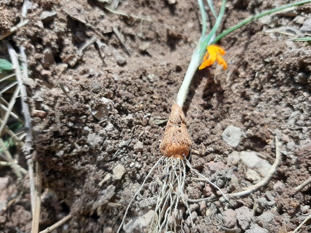 Crocus ancyrensis