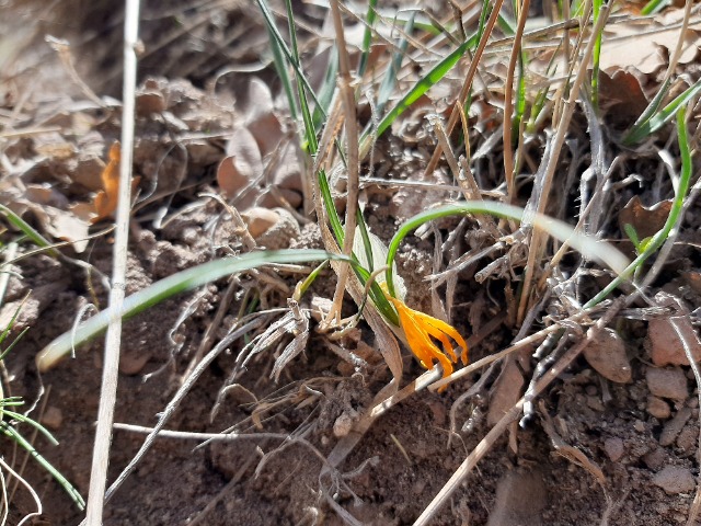 Crocus ancyrensis