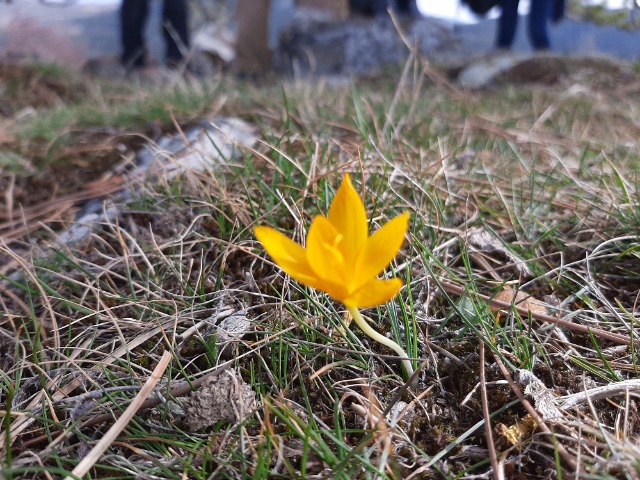 Crocus ancyrensis