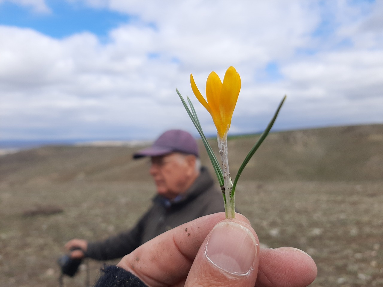 Crocus ancyrensis
