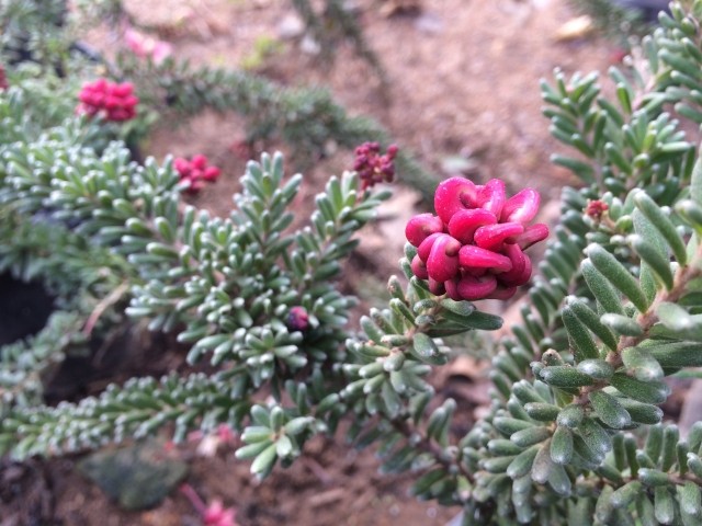 Grevillea lanigera