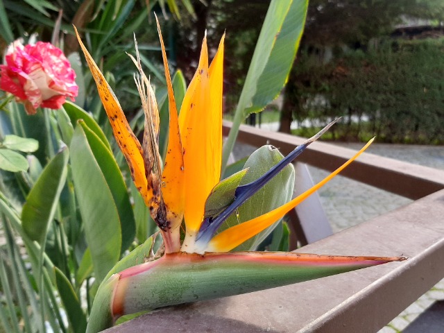 Strelitzia reginae