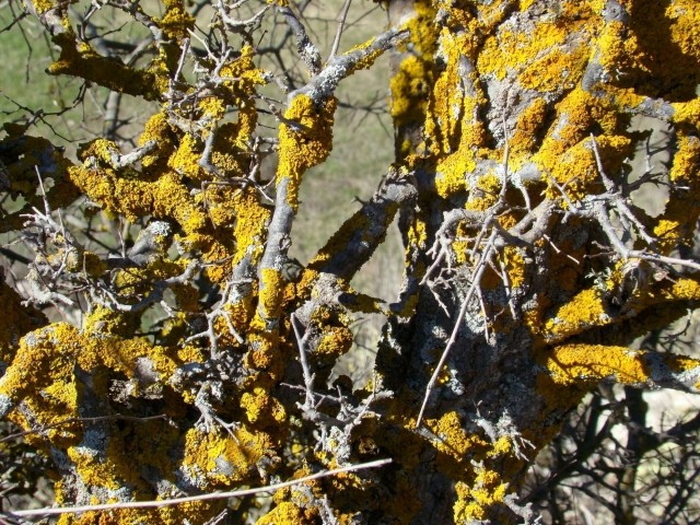 Xanthoria parietina