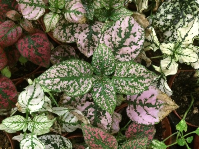 Fittonia albivenis