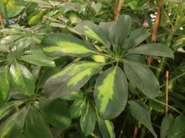 Heptapleurum arboricola