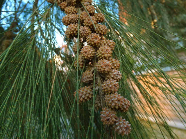 Casuarina equisetifolia