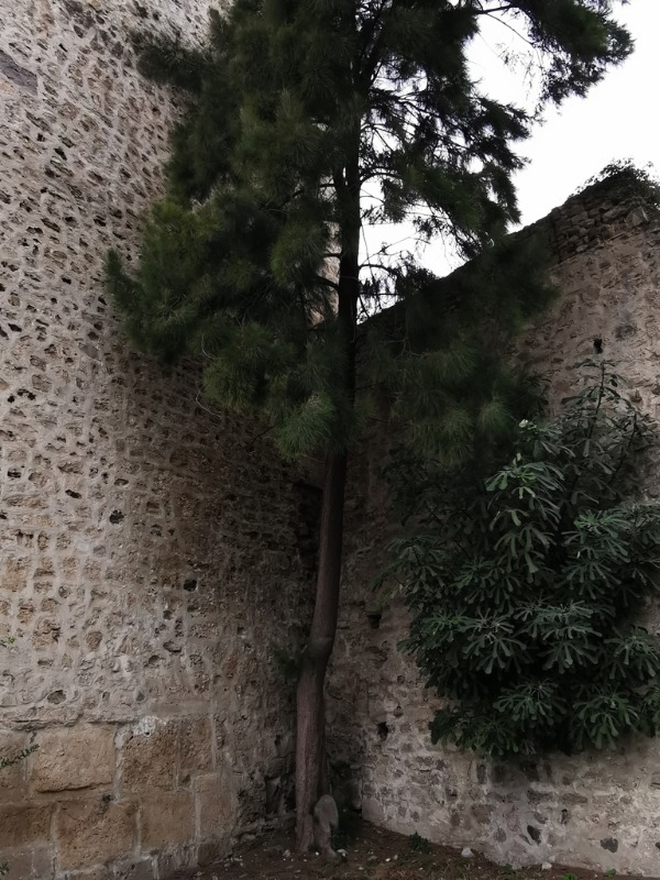 Casuarina equisetifolia