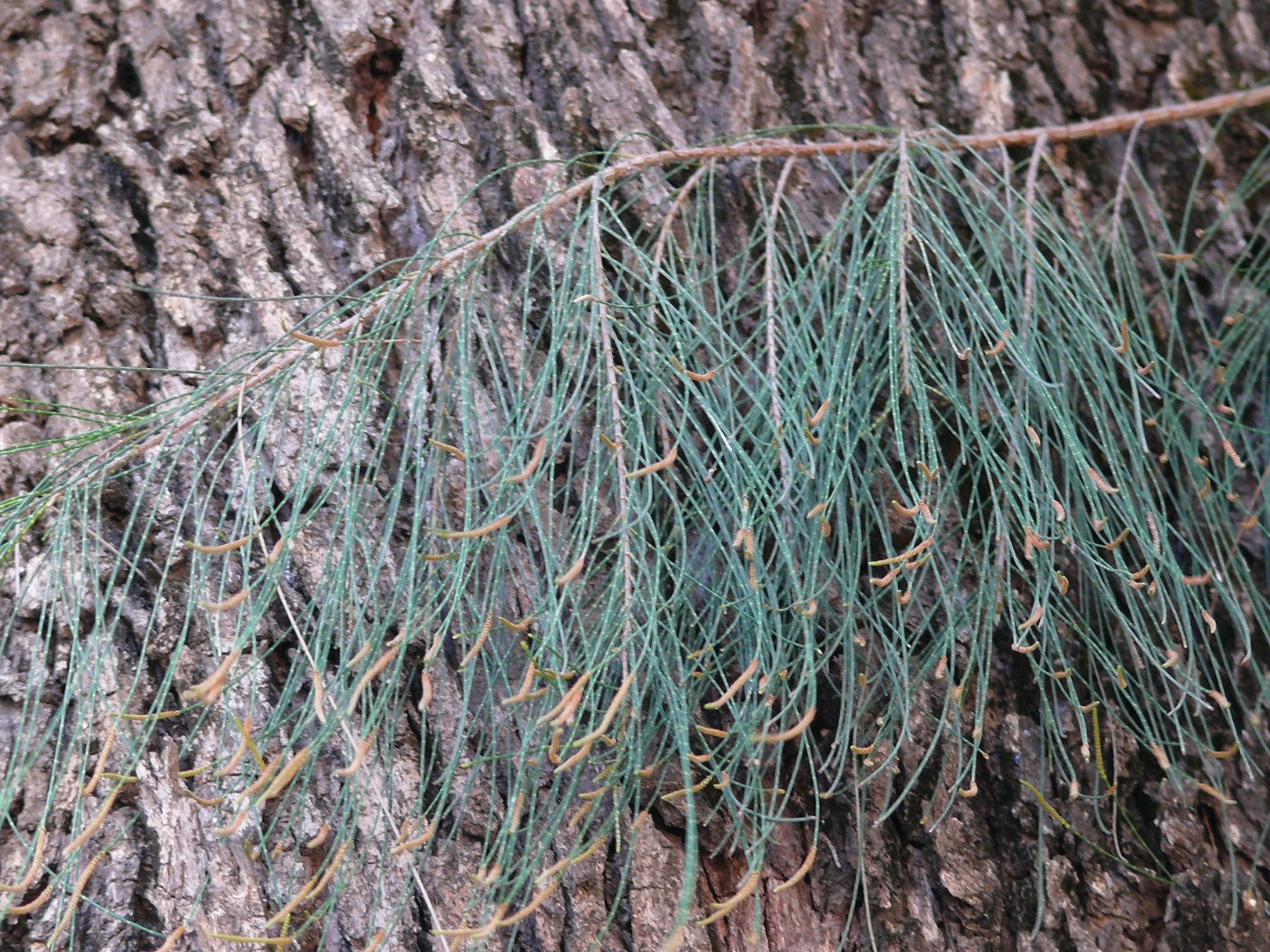 Casuarina equisetifolia