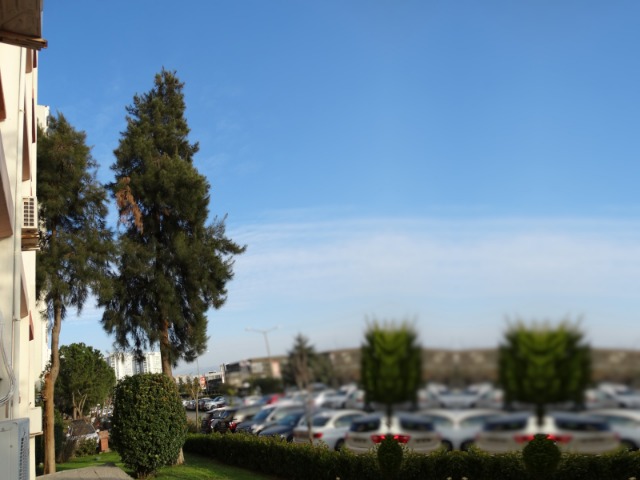 Casuarina equisetifolia