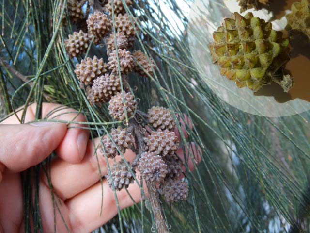 Casuarina equisetifolia
