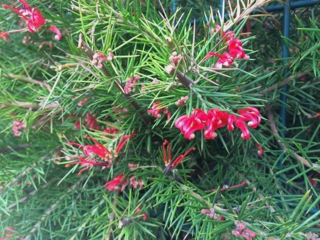 Grevillea juniperina