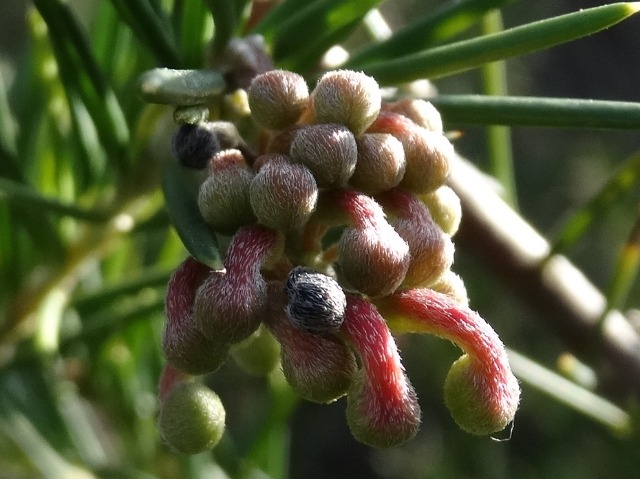 Grevillea juniperina