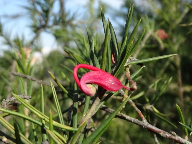 Grevillea juniperina