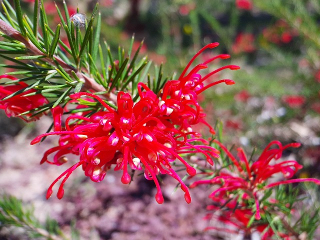 Grevillea juniperina