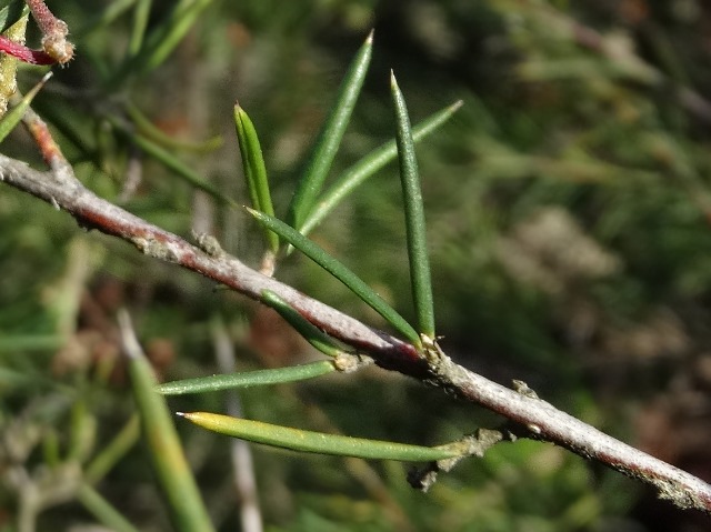 Grevillea juniperina