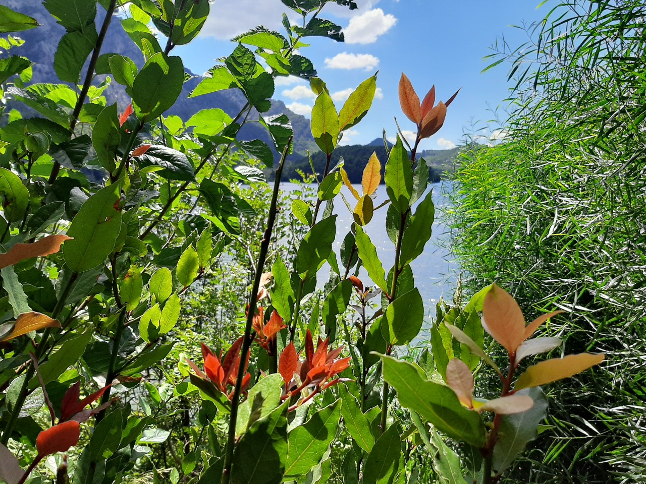 Photinia serrulata