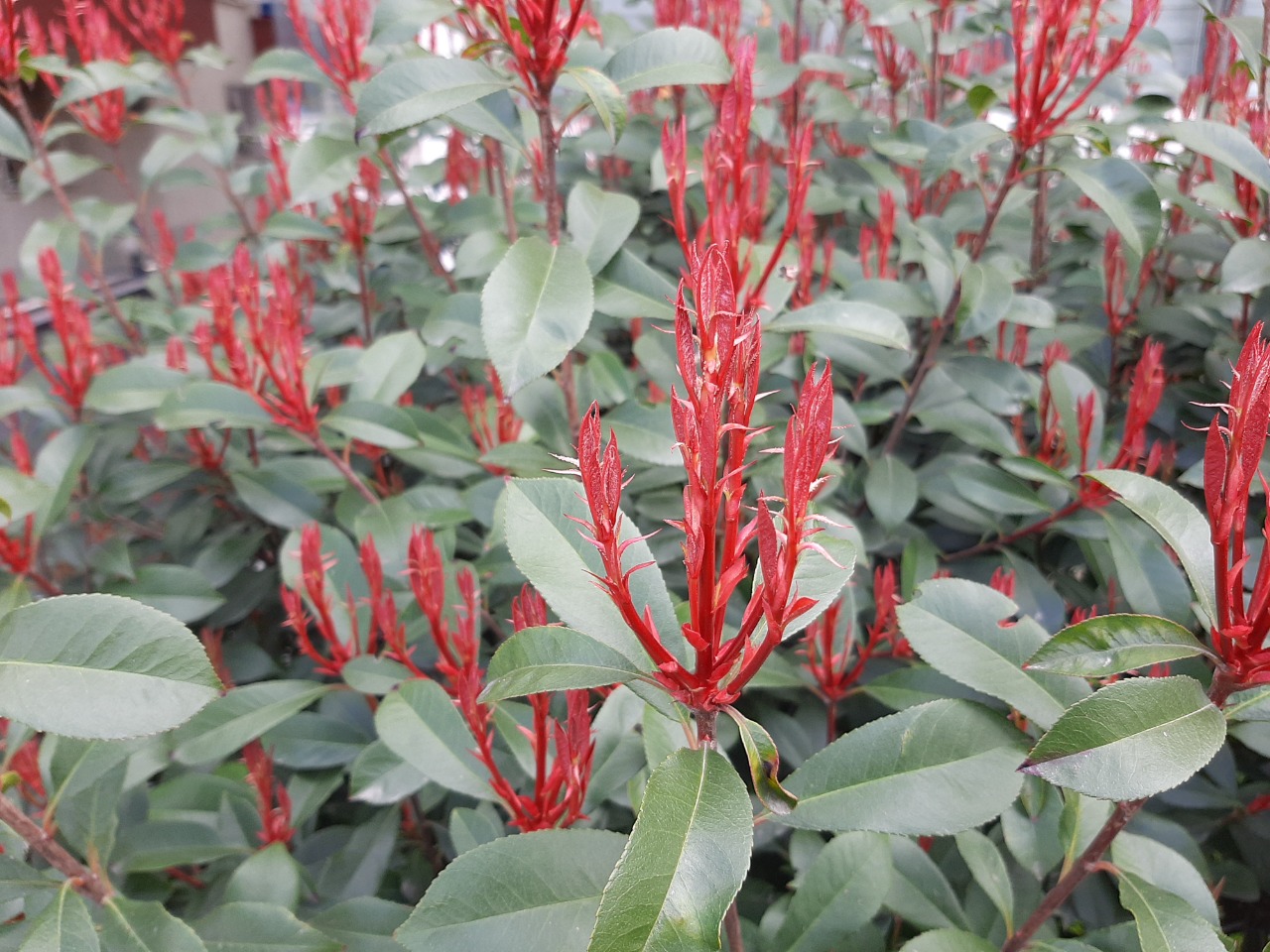 Photinia serrulata