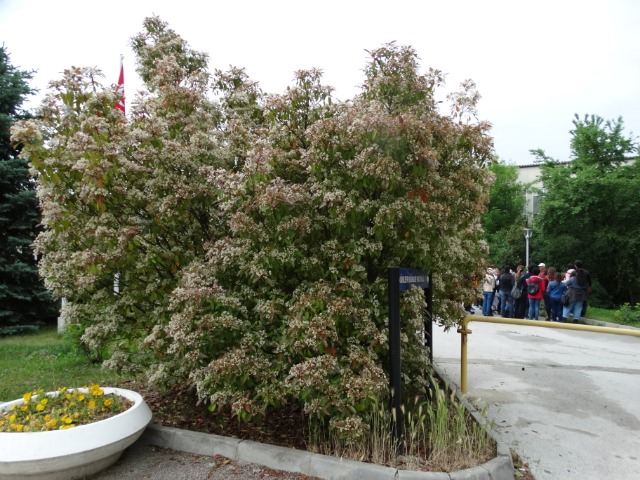 Photinia serrulata