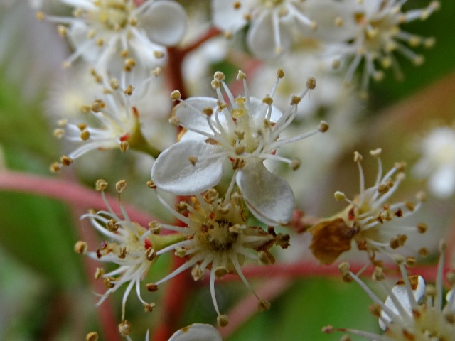 Photinia serrulata