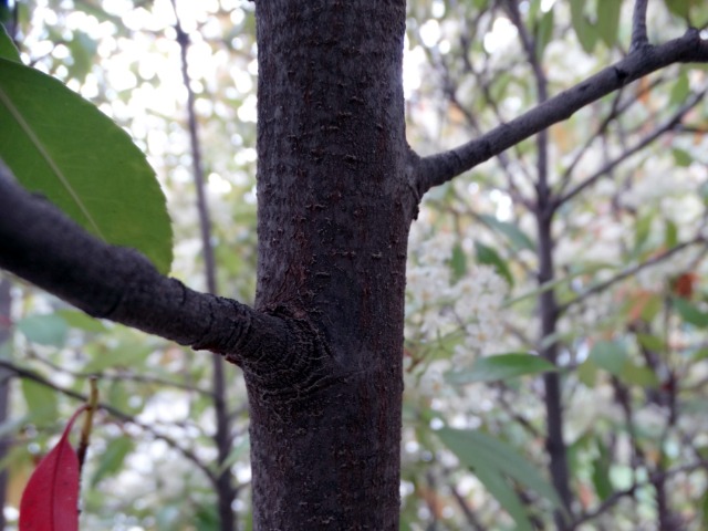 Photinia serrulata