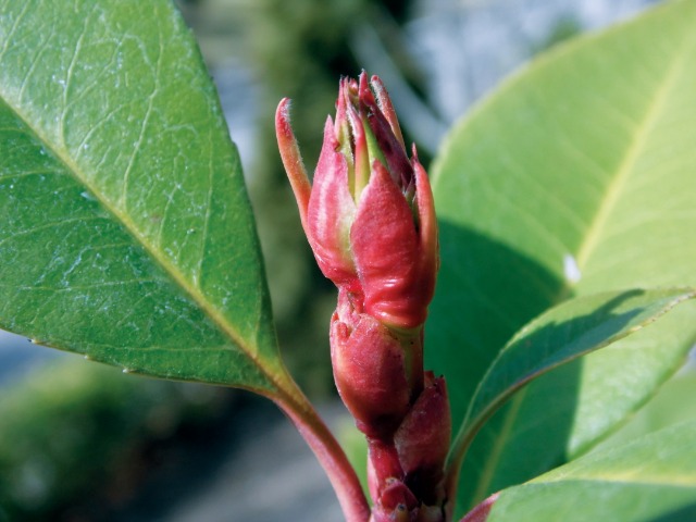 Photinia serrulata