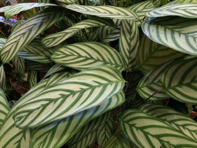 Maranta spp.