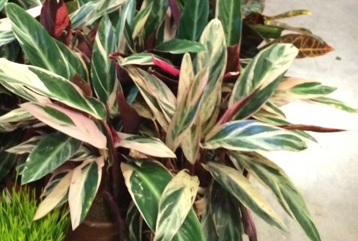 Calathea Triostar