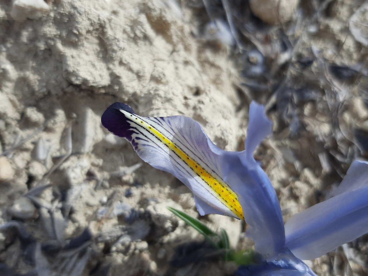 Iris persica