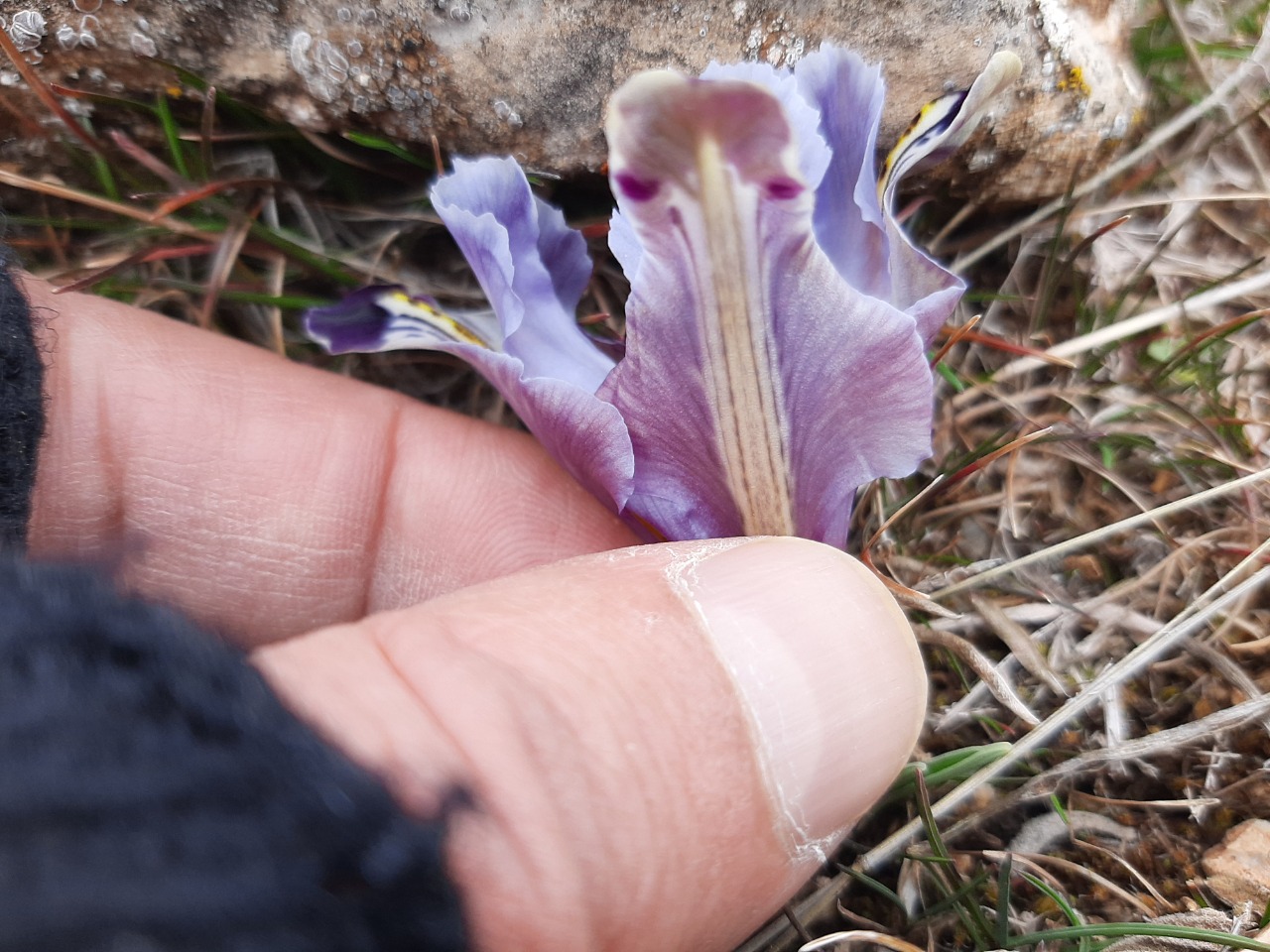 Iris persica