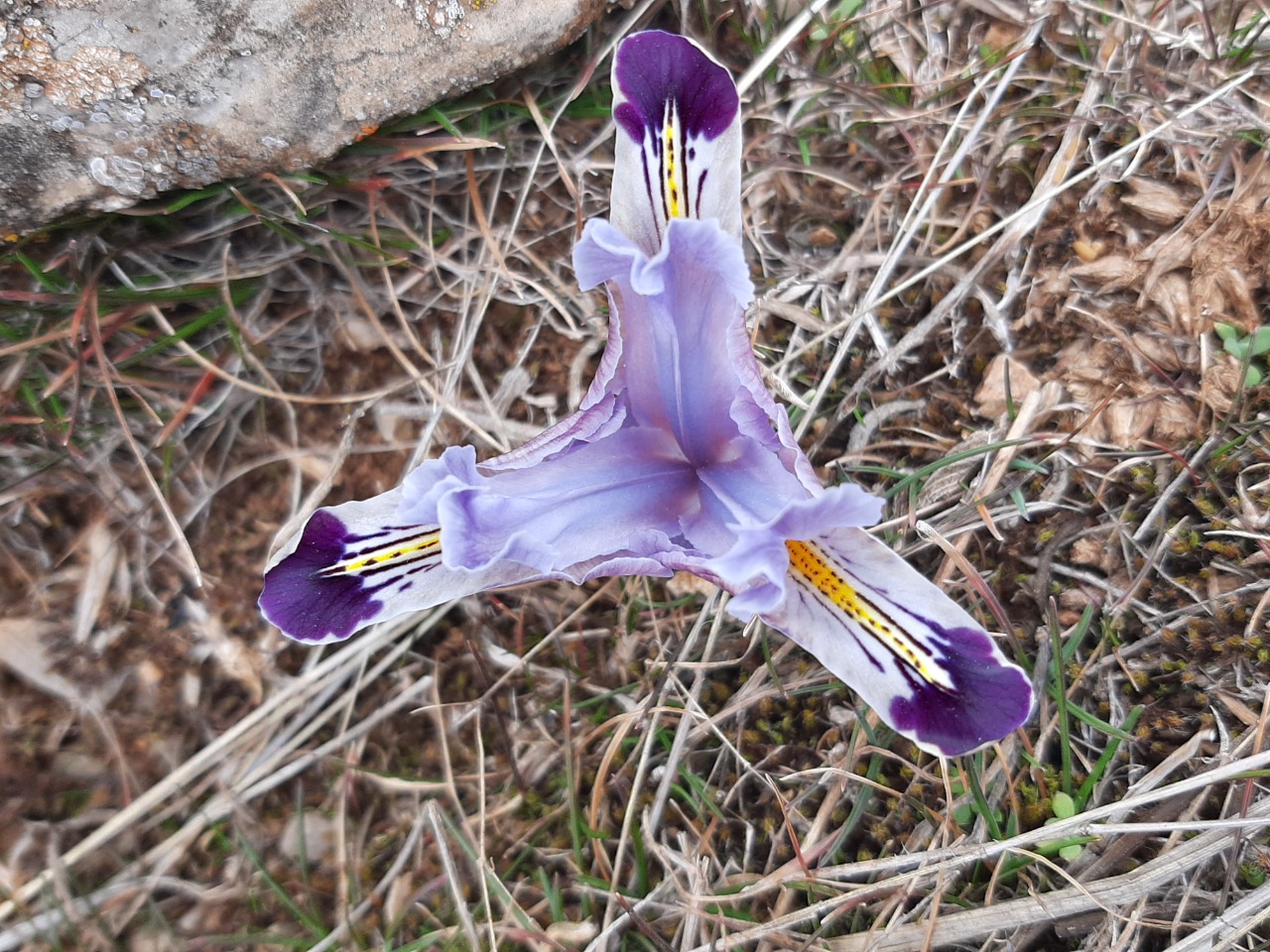 Iris persica