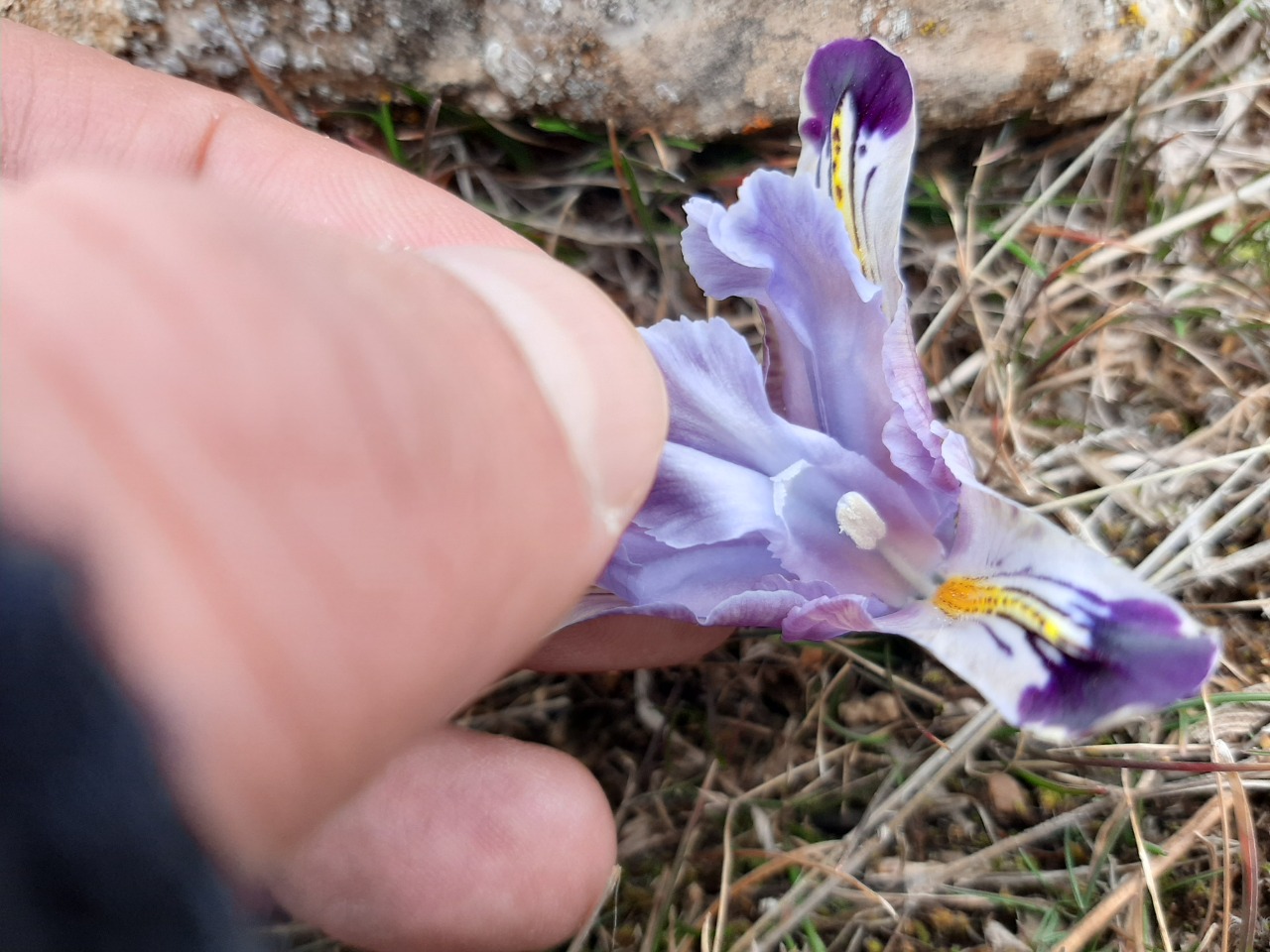 Iris persica