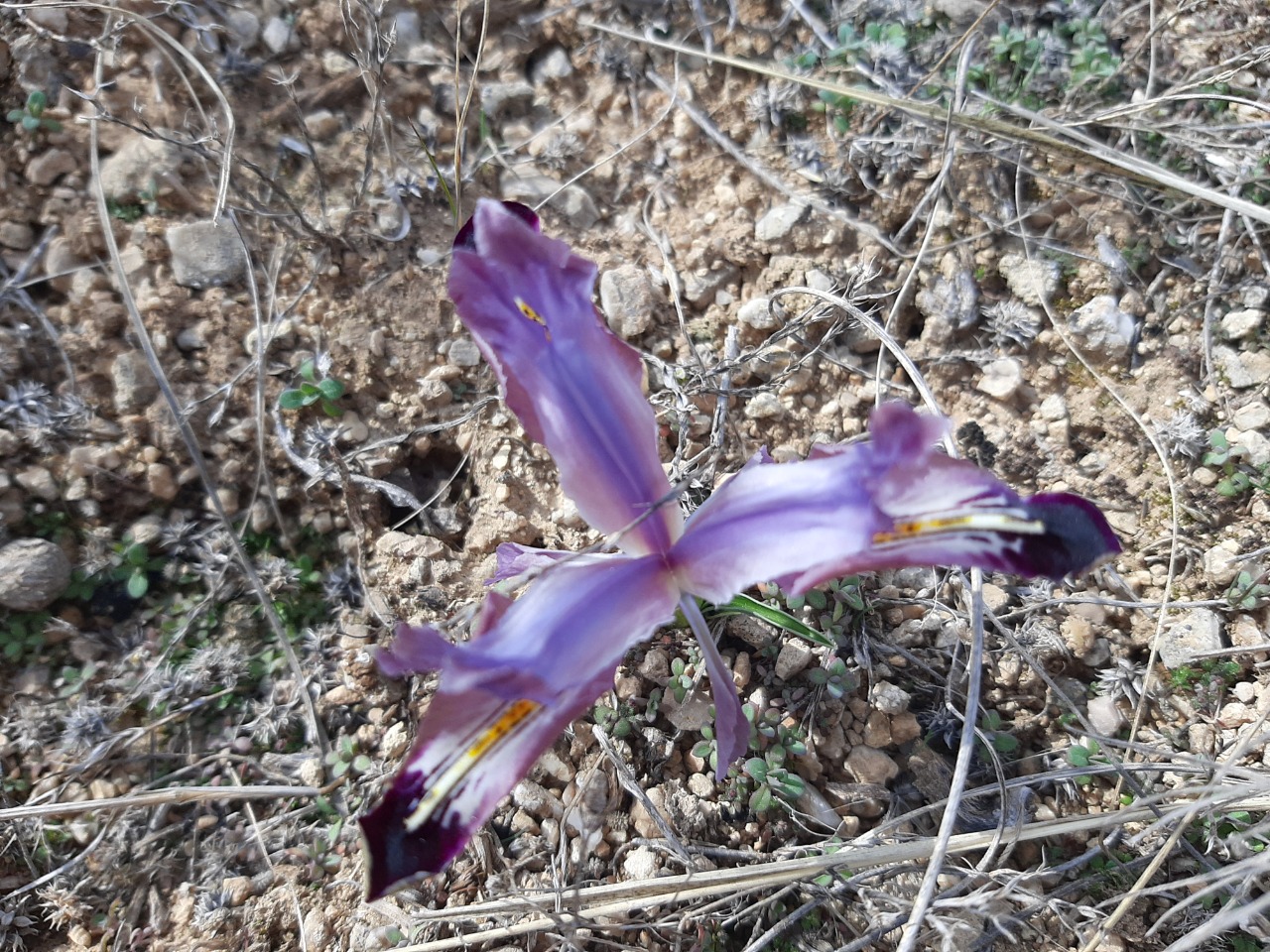 Iris persica