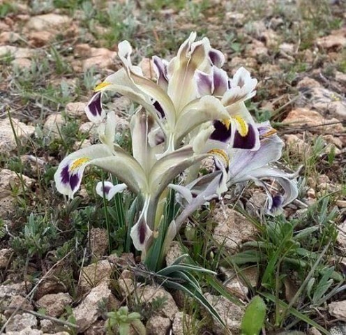 Iris persica