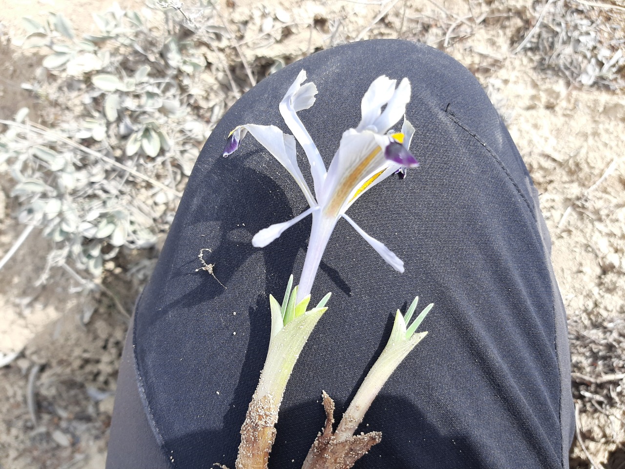 Iris persica