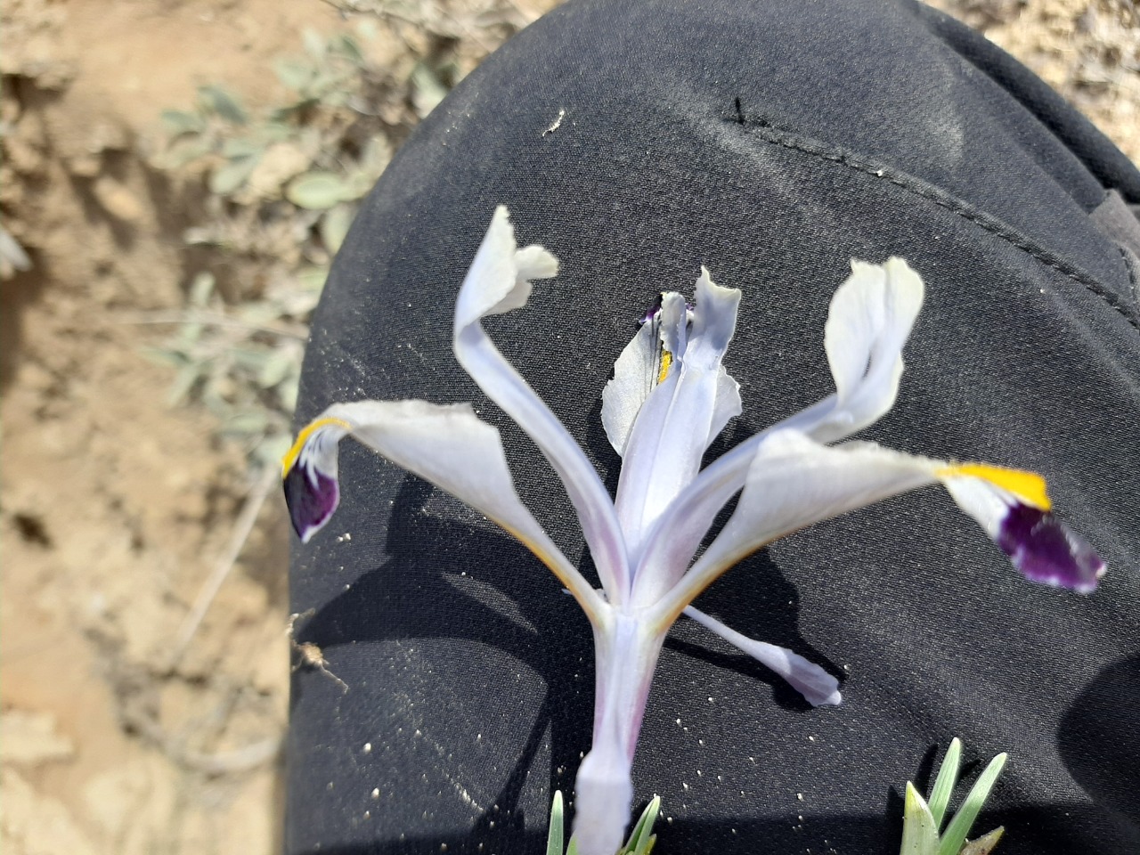 Iris persica