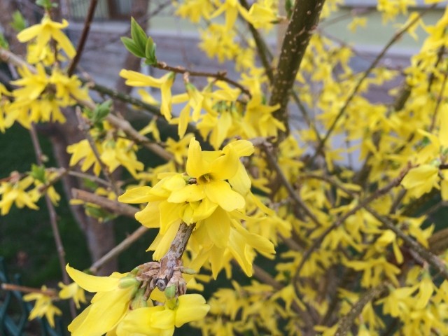 Forsythia intermedia