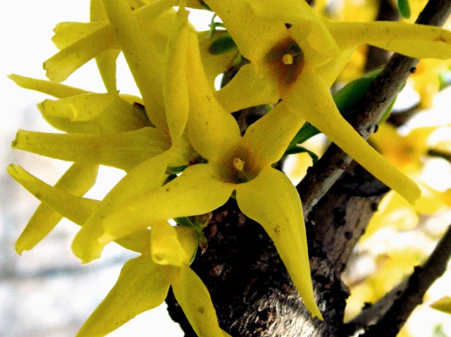 Forsythia intermedia