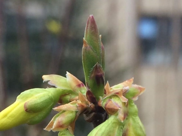 Forsythia intermedia