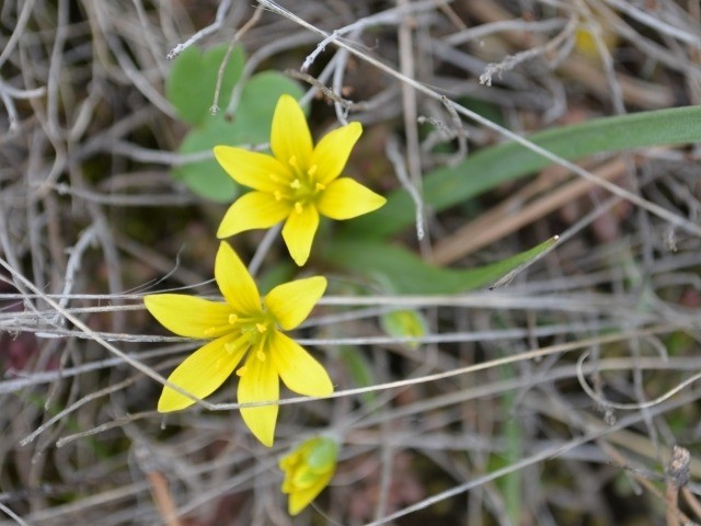 Gagea sp.