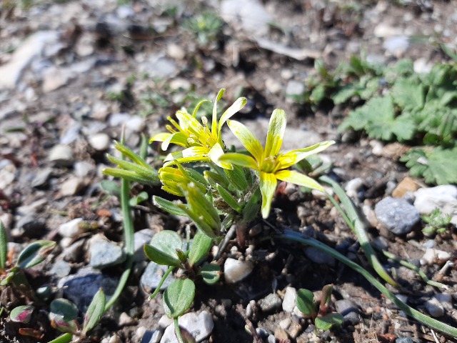 Gagea sp.