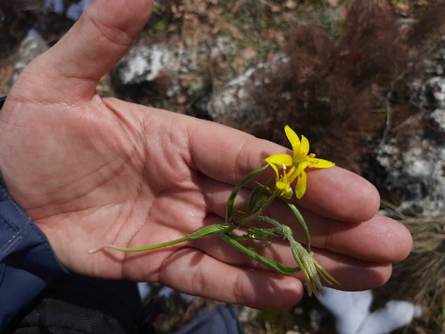 Gagea sp.
