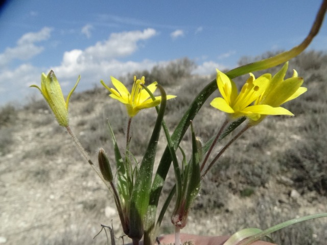 Gagea sp.