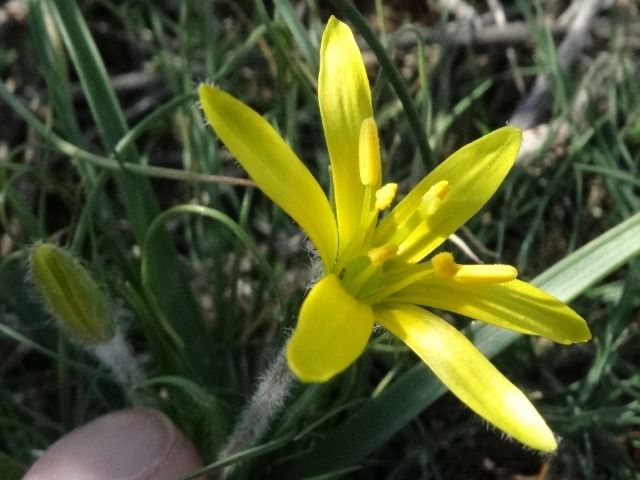 Gagea sp.