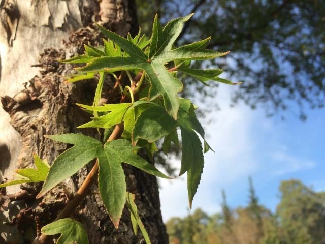 Liquidambar orientalis