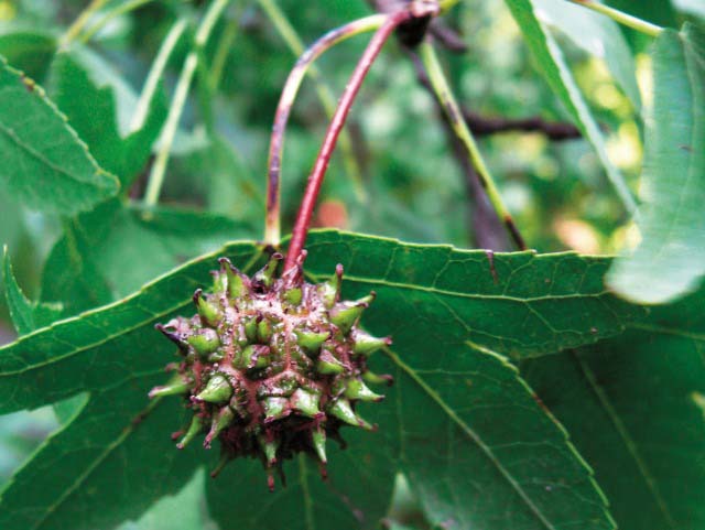 Liquidambar orientalis