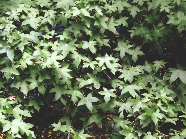 Liquidambar orientalis