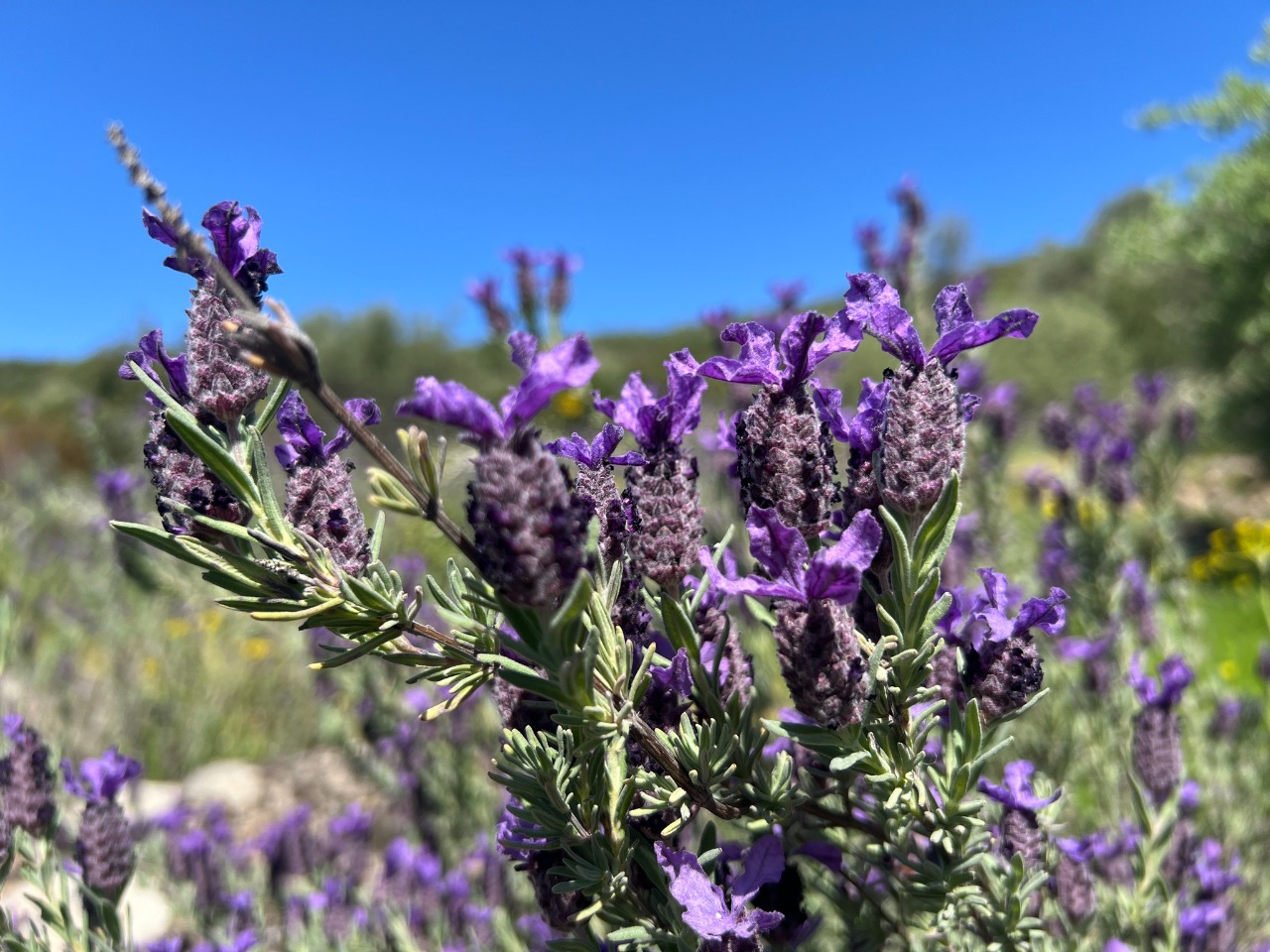 Lavandula stoechas